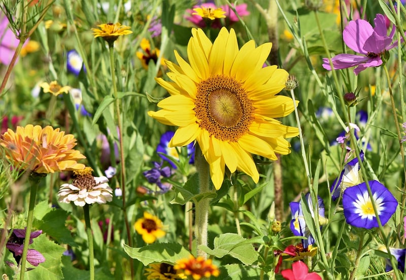 Companion Planting Garden