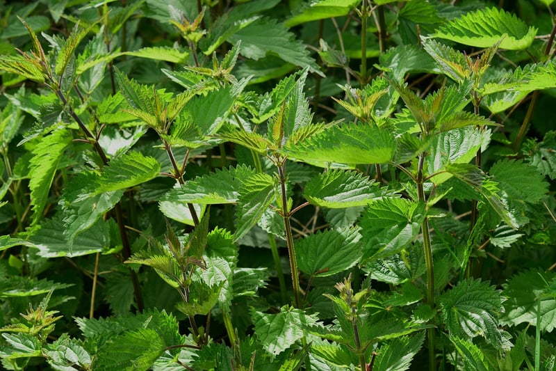 Traditional Herb Spiral