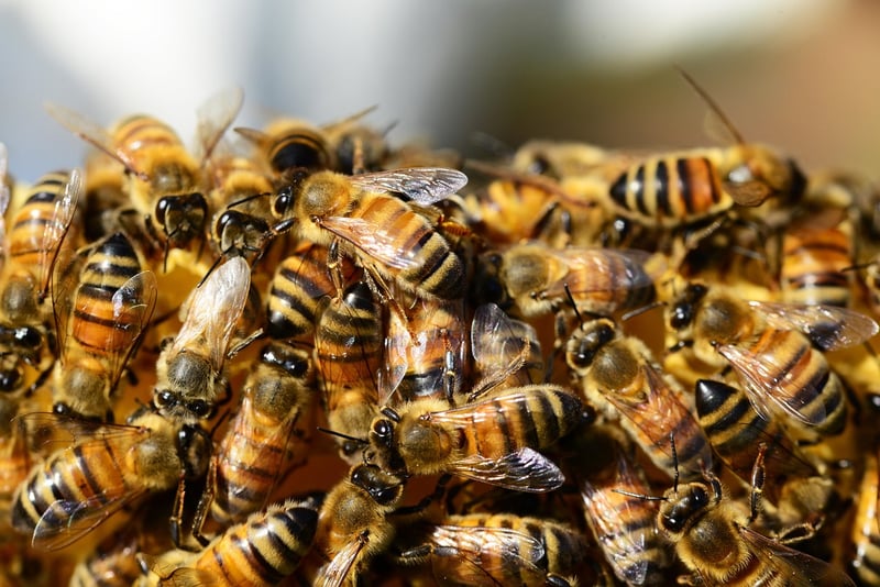 Bees in Garden